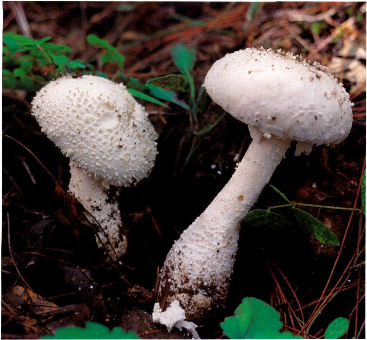 Amanita virgineoides Bas